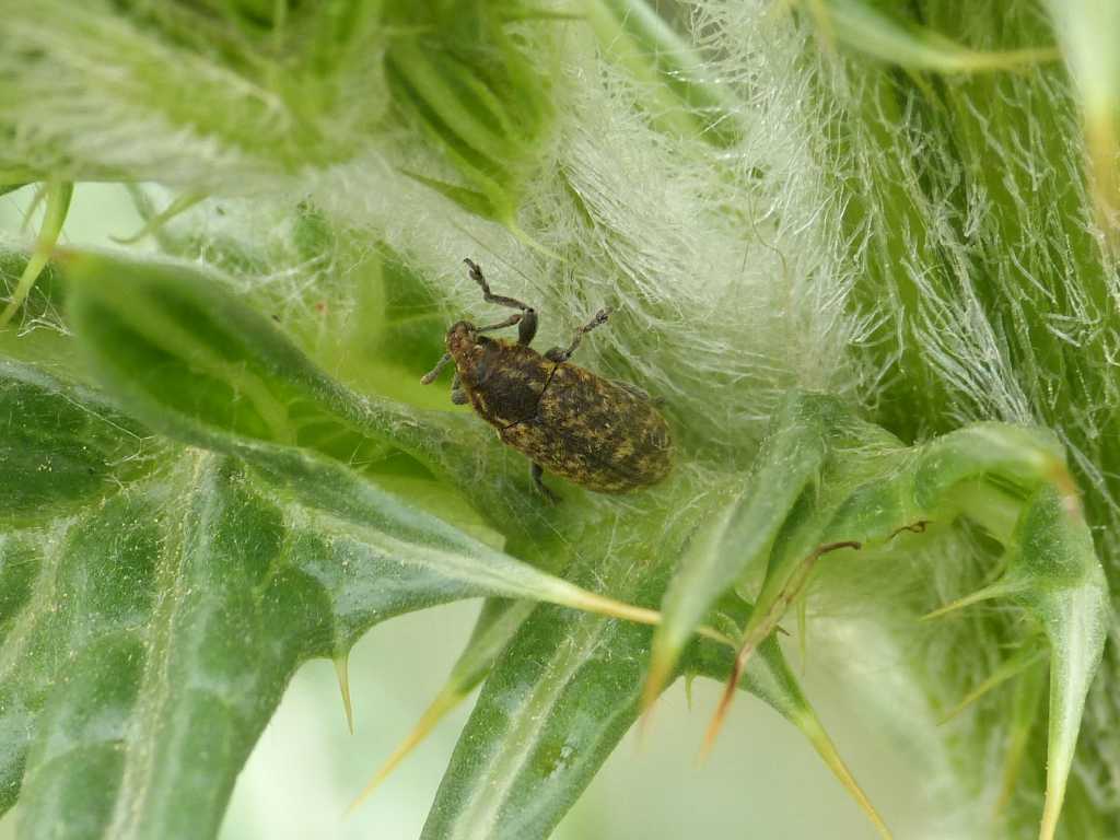 Rhynocillus conicus